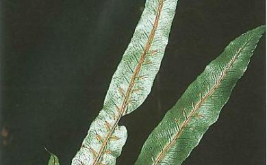 Woodwardia harlandii 哈氏狗脊蕨
