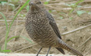 Monticola solitarius philippensis (Muller, 1776) 藍磯鶇(棕腹亞種)