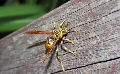 Polistes rothneyi Cameron, 1900 黑紋長腳蜂