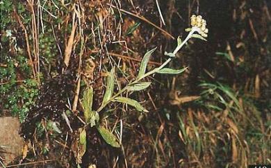 Anaphalis royleana DC. 能高籟簫