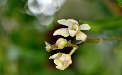 Thrixspermum saruwatarii 小白蛾蘭