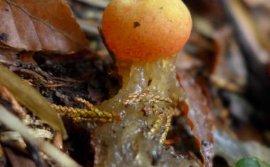 Calostoma cinnabarinum (Desv.) Mass. 紅皮美口菌