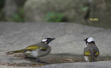 Pycnonotus sinensis formosae Hartert, 1910 白頭翁(台灣亞種)