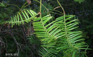 Amentotaxus formosana H.L.Li 臺灣穗花杉