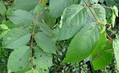 Callicarpa formosana var. formosana 杜虹花