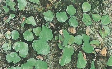 Adiantum capillus-junonis Rupr. 團羽鐵線蕨