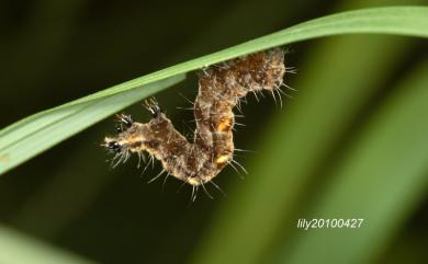 Thysanoplusia reticulata (Moore, 1882) 網紋金翅夜蛾