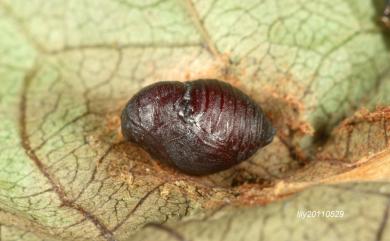 Pyrinioides sinuosa (Warren, 1896) 金盞網蛾