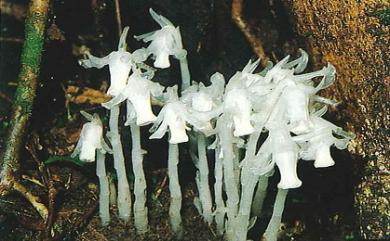 Cheilotheca humilis (D.Don) H.Keng 水晶蘭