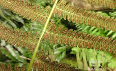 Pseudocyclosorus esquirolii (Christ) Ching 假毛蕨