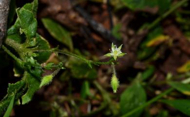 Stellaria monosperma var. japonica 獨子繁縷