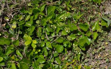 Premna hengchunensis S. Y. Lu & Yuen P. Yang, 1991 恆春臭黃荊