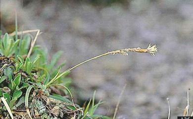 Carex chrysolepis 黃花薹
