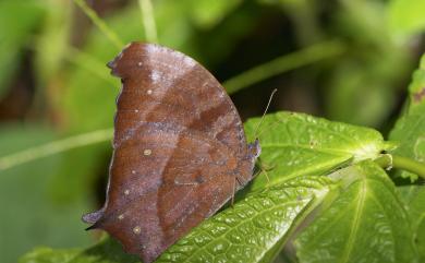 Melanitis phedima polishana Fruhstorfer, 1908 森林暮眼蝶