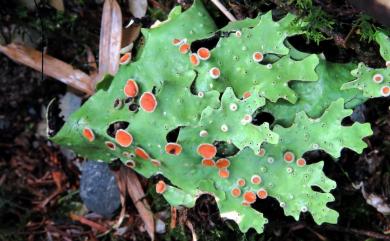 Pseudocyphellaria 假杯點衣屬