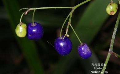 Dianella ensifolia (L.) DC. 桔梗蘭