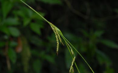 Carex brunnea Thunb. 束草