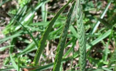 Mimosa pudica L. 含羞草