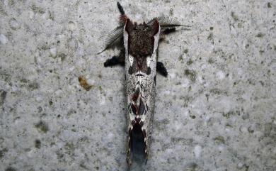 Harpyia formosicola (Matsumura, 1929) 鹿枝背舟蛾