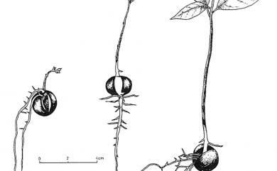 Cinnamomum kanehirae 牛樟