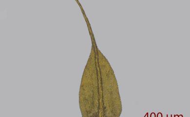 Racopilum aristatum Mitt., 1864 毛尖卷柏苔