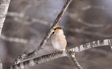 Coccothraustes coccothraustes japonicus (Temminck & Schlegel, 1848) 臘嘴雀