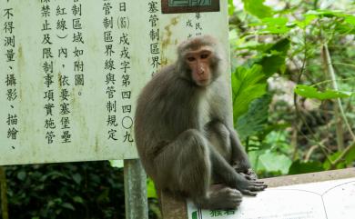 Macaca cyclopis (Swinhoe, 1862) 臺灣獼猴