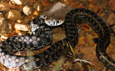 Amphiesma stolatum Linnaeus, 1758 花浪蛇