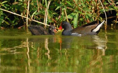 Gallinula chloropus (Linnaeus, 1758) 紅冠水雞