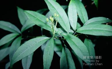 Hydrangea chinensis Maxim. 華八仙