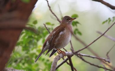 Turdus pallidus Gmelin, 1789 白腹鶇