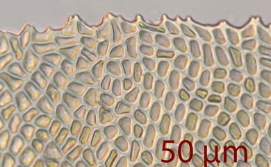 Homaliodendron microdendron (Mont.) Fleisch., 1906 鈍葉樹平苔