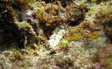 Phyllodesmium crypticum Rudman, 1981 隱身沒藥灰翼海牛