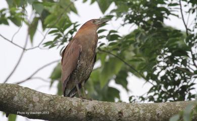 Gorsachius melanolophus (Raffles, 1822) 黑冠麻鷺