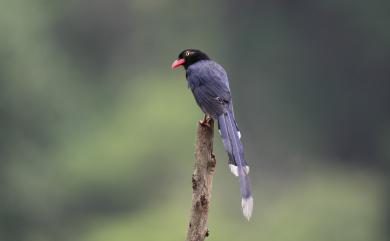 Urocissa caerulea Gould, 1863 臺灣藍鵲