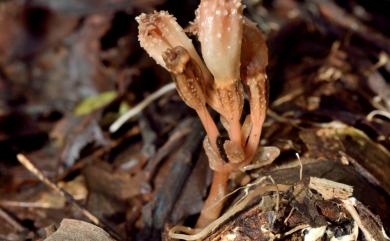 Gastrodia albida 白赤箭