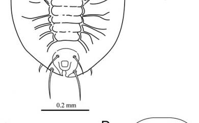 Aleurotrachelus fissistigmae Takahashi, 1931 瓜馥木摺粉蝨