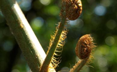 Sphaeropteris lepifera 筆筒樹