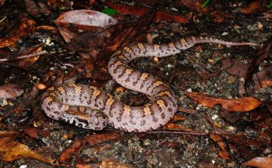 Ovophis monticola makazayazaya (Takahashi, 1922) 瑪家山龜殼花