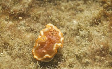 Glossodoris rufomarginata (Bergh, 1890) 橘色多彩海牛