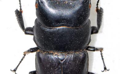 Serrognathus titanus sika (Kriesche, 1920) 臺灣扁鍬形蟲