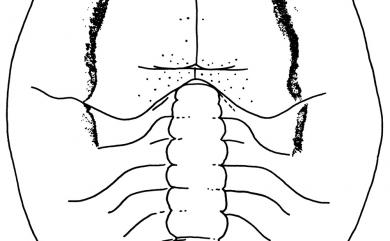 Aleurotrachelus pyracanthus Takahashi, 1935 火刺木摺粉蝨