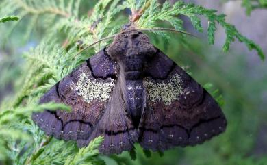 Sypna chloronebula Ronkay, Ronkay, Wu & Fu, 2013 綠霧閃裳蛾