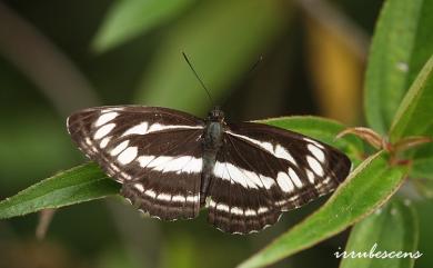 Neptis sankara shirakiana Matsumura, 1929 眉紋環蛺蝶