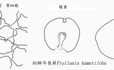 Frullania hamatiloba 鉤瓣耳葉蘚