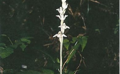 Goodyera daibuzanensis 大武斑葉蘭