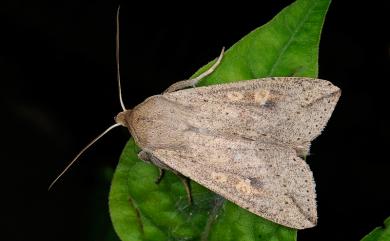 Mythimna separata (Walker, 1865) 分秘夜蛾