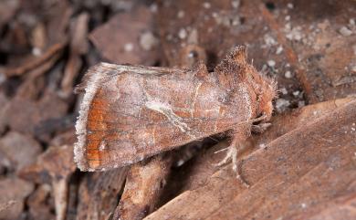 Zonoplusia ochreata (Walker, 1865) 帶鎍夜蛾