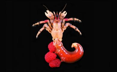 Calcinus pulcher Forest, 1958 優美硬指寄居蟹