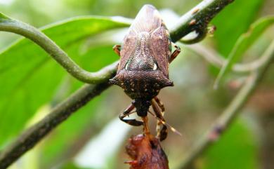 Eocanthecona concinna (Walker, 1867) 厲椿象,厲蝽象